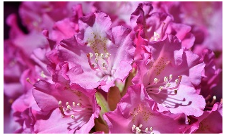 RHODODENDRON VIRÁGZÁS A JELI ARBORÉTUMBAN