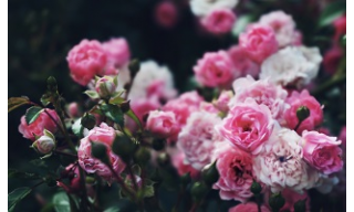 RÓZSAVIRÁGZÁS BADENBEN, JOHANNESBACHKLAMM