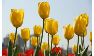 TAVASZKÖSZÖNTŐ TULIPÁNVIRÁGZÁS SZLOVÉNIÁBAN