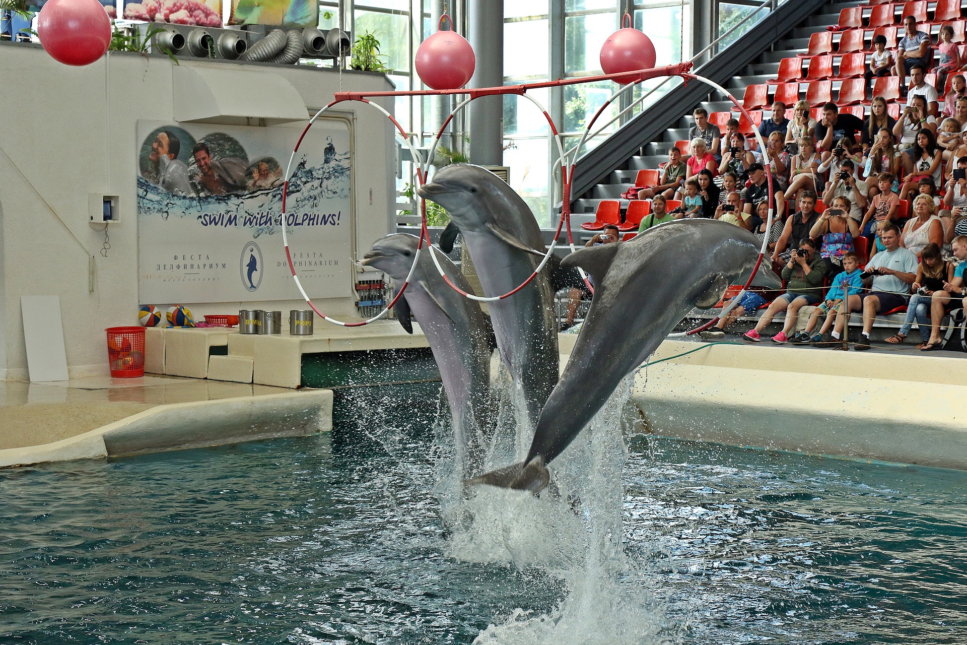 Delfin show