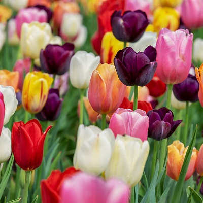 Tavaszköszöntő tulipánvirágzás Szlovéniában